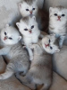 Photo №1. british shorthair - for sale in the city of Washington | Is free | Announcement № 37169