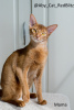 Additional photos: Abyssinian kitten girl Rudy from the cattery with documents - Morgana