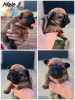 Photo №4. I will sell french bulldog in the city of Zrenjanin. breeder - price - negotiated