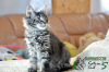 Photo №2 to announcement № 9341 for the sale of maine coon - buy in Russian Federation private announcement, from nursery, breeder