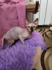 Photo №4. I will sell sphynx-katze in the city of Stary Oskol. from nursery - price - 414$