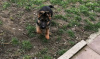 Photo №4. I will sell german shepherd in the city of Wuppertal. private announcement - price - 423$