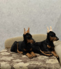 Photo №3. Selling Doberman puppies.. United States