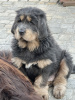 Additional photos: Тибетский мастиф голубо-подпалые собаки