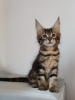 Photo №4. I will sell maine coon in the city of Warsaw. private announcement - price - 1186$