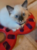 Photo №1. ragdoll - for sale in the city of Москва | 450$ | Announcement № 113474