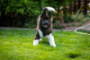 Additional photos: American Akita puppies