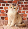 Photo №1. british shorthair - for sale in the city of Donetsk | negotiated | Announcement № 36893