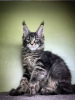 Photo №4. I will sell maine coon in the city of Regensburg. private announcement - price - 423$