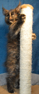 Photo №4. I will sell maine coon in the city of Tikhvin. breeder - price - 299$
