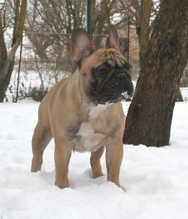 Photo №2 to announcement № 3945 for the sale of french bulldog - buy in Ukraine private announcement