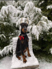 Photo №2 to announcement № 77299 for the sale of dobermann - buy in Serbia breeder