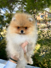 Photo №1. pomeranian - for sale in the city of Bar | 1691$ | Announcement № 39296