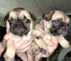 Photo №2 to announcement № 44086 for the sale of french bulldog - buy in Ukraine private announcement