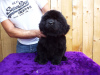 Additional photos: Newfoundland puppies