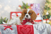 Photo №4. I will sell cavalier king charles spaniel in the city of Brest. from nursery - price - 740$