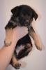 Additional photos: German shepherd puppies