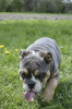 Photo №2 to announcement № 45558 for the sale of english bulldog - buy in Belarus breeder
