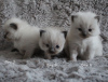 Photo №3. Ragdoll kittens for sale. Sweden