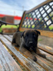 Additional photos: Belgian Shepherd puppies