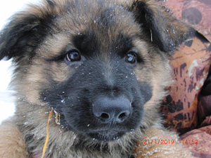 Photo №3. German Shepherd purebred puppies. Belarus