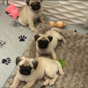 Photo №2 to announcement № 119957 for the sale of pug - buy in Croatia private announcement