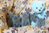 Photo №1. british shorthair - for sale in the city of Москва | 846$ | Announcement № 38078