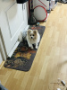 Photo №1. pomeranian - for sale in the city of Erfurt | negotiated | Announcement № 84403