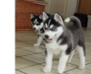 Photo №1. siberian husky - for sale in the city of Warsaw | 317$ | Announcement № 57364
