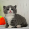 Photo №1. british shorthair - for sale in the city of New York | 300$ | Announcement № 43791