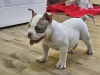 Additional photos: American Bully Micro Pocket