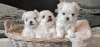 Photo №1. maltese dog - for sale in the city of Афины | Is free | Announcement № 8027