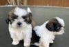 Photo №3. Shih tzu puppies for adoption. Germany