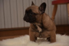 Photo №4. I will sell french bulldog in the city of Kruševac. breeder - price - negotiated