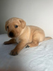 Photo №3. Zwarte Labradoodle-pups te koop. Netherlands