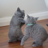 Photo №2 to announcement № 108936 for the sale of british shorthair - buy in Germany private announcement, breeder