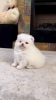 Photo №2 to announcement № 80817 for the sale of pomeranian - buy in Switzerland private announcement