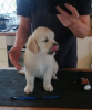 Photo №1. golden retriever - for sale in the city of New York | Is free | Announcement № 54818