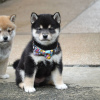 Photo №1. shiba inu - for sale in the city of Ibb | negotiated | Announcement № 39131