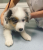 Photo №1. australian shepherd - for sale in the city of Prague | 350$ | Announcement № 120274