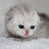 Photo №2 to announcement № 10547 for the sale of scottish fold - buy in Kazakhstan private announcement, from nursery, breeder