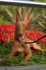 Photo №3. Pharaoh Hound Puppy Girl. Czech Republic