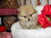 Photo №2 to announcement № 13257 for the sale of pomeranian - buy in Russian Federation private announcement, breeder