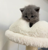 Photo №2 to announcement № 118018 for the sale of british shorthair - buy in United States private announcement