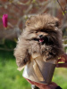 Photo №4. I will sell pomeranian in the city of Temerin. breeder - price - negotiated