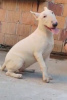 Photo №2 to announcement № 110795 for the sale of bull terrier - buy in Serbia breeder