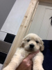 Additional photos: Adorable Golden Retriever puppies ready to join their new and forever home for