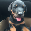 Photo №1. rottweiler - for sale in the city of Oslo | 634$ | Announcement № 80685