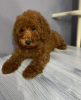 Photo №3. Miniature red poodle puppies. Serbia