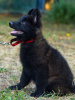 Additional photos: Puppy. German Shepherd.